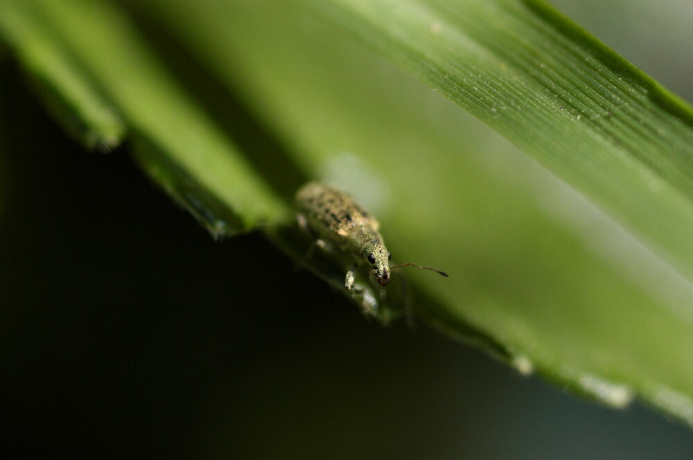 Galeruca rufa (Col., Chrysomelidae) e altro